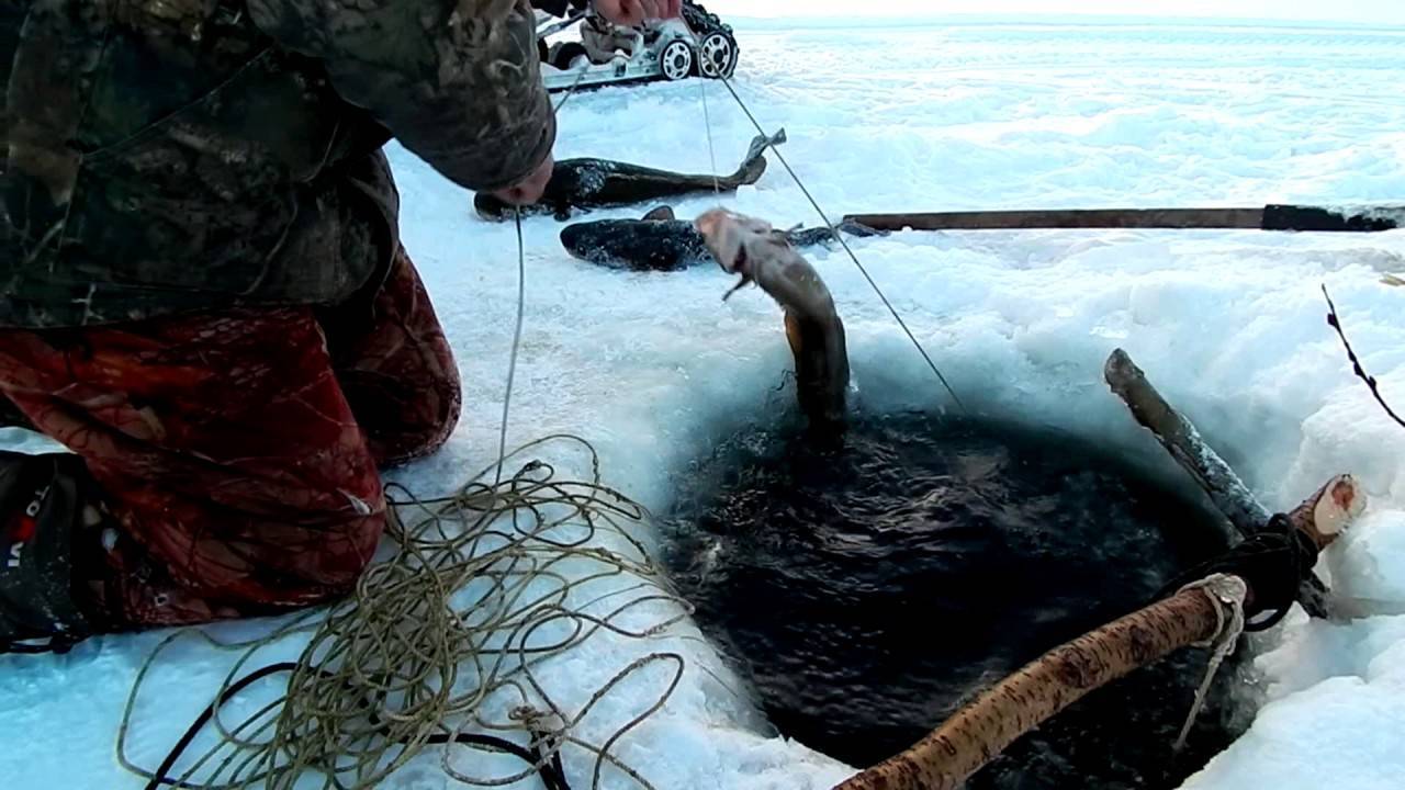 Ловля налима зимой на стукалку со льда, стукалка на налима