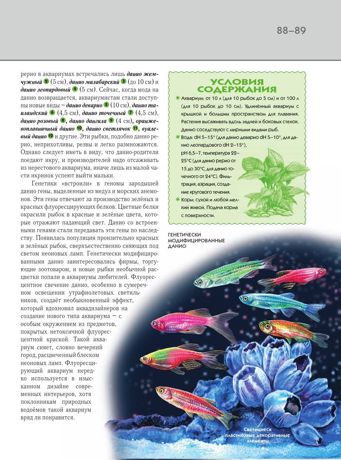 Данио рерио: размножение, содержание и уход, разведение, болезни, сколько живут, кормление, совместимость, фото, видео
