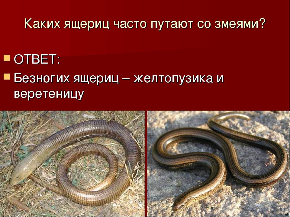 Образ жизни и отличия от змеи безногой ящерицы желтопузика