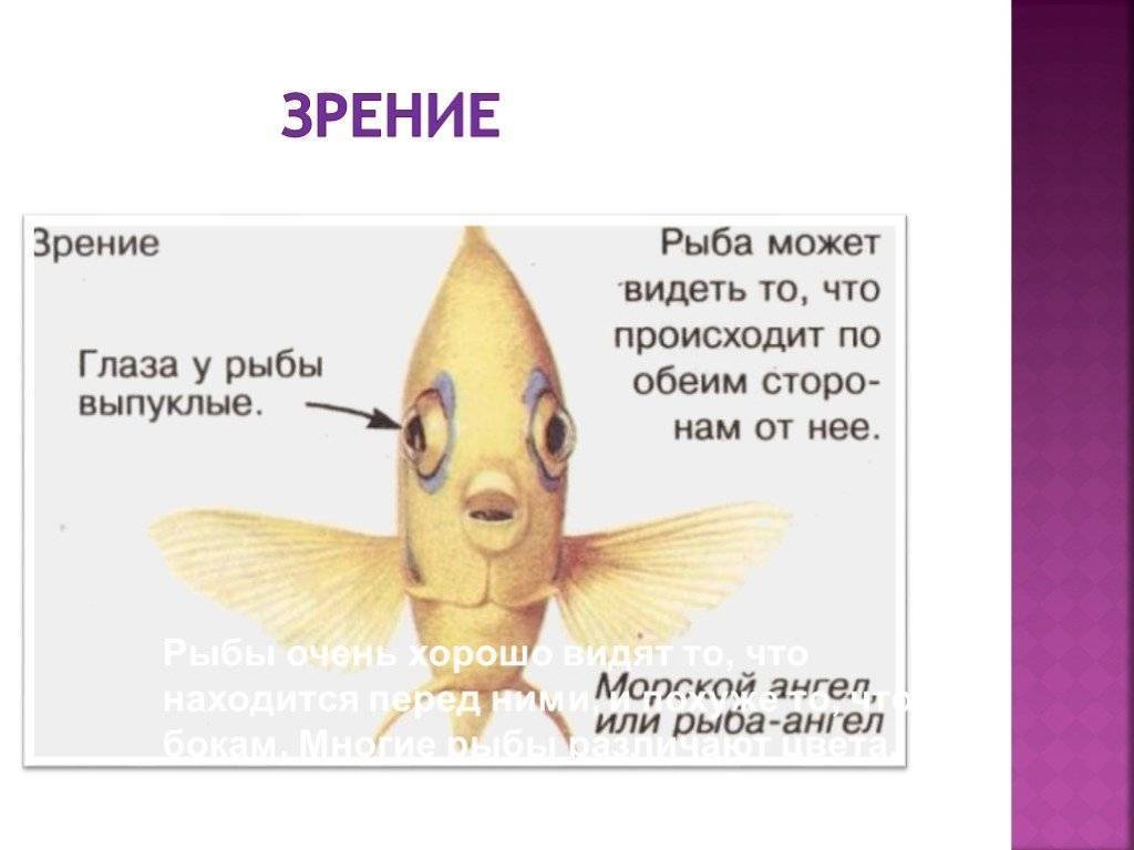 Рыба капля. образ жизни и среда обитания рыбы капли