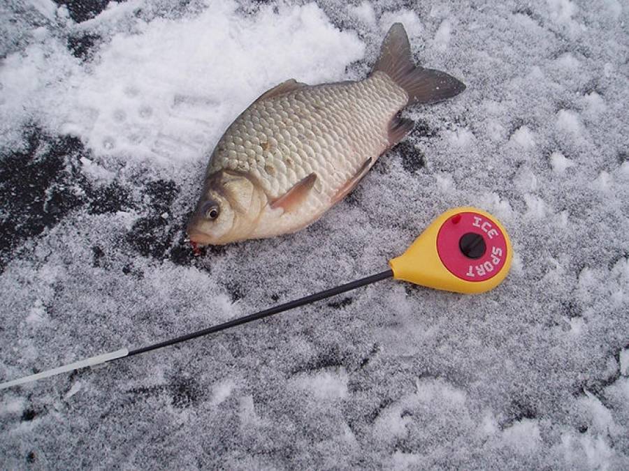 Ловля карася зимой: на какие снасти ловить и где искать рыбу