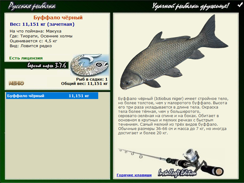 Буффало: фото, чем отличается от других рыб, от карася, в чём их разница и отличия
