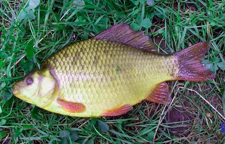 Золотая рыбка (carassius auratus)