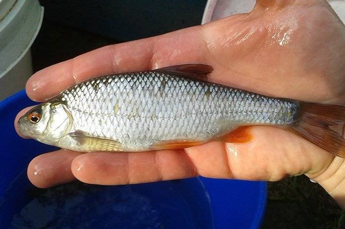 Чебак или сибирская плотва — рыба, которую приятно ловить