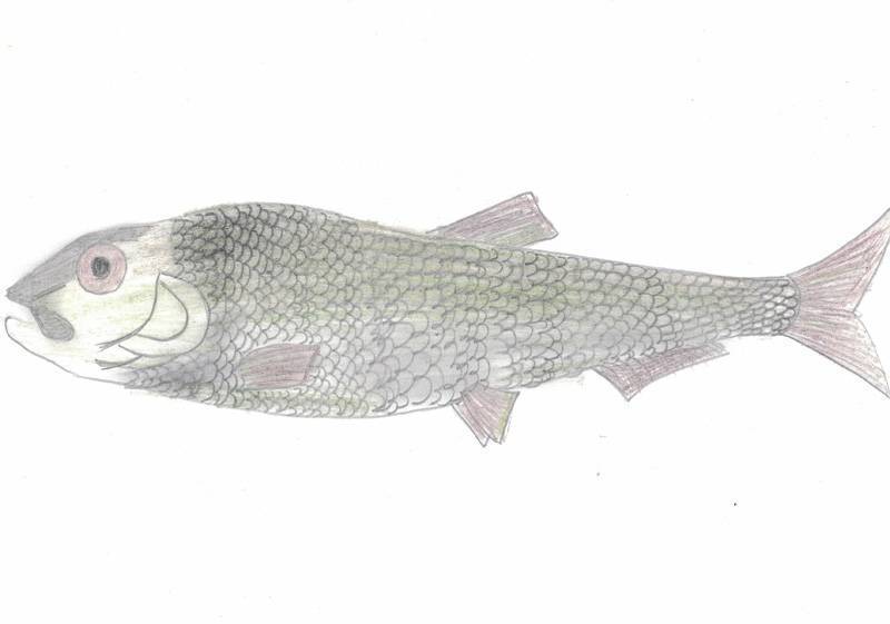 Рыба «тюлька абрауская» фото и описание