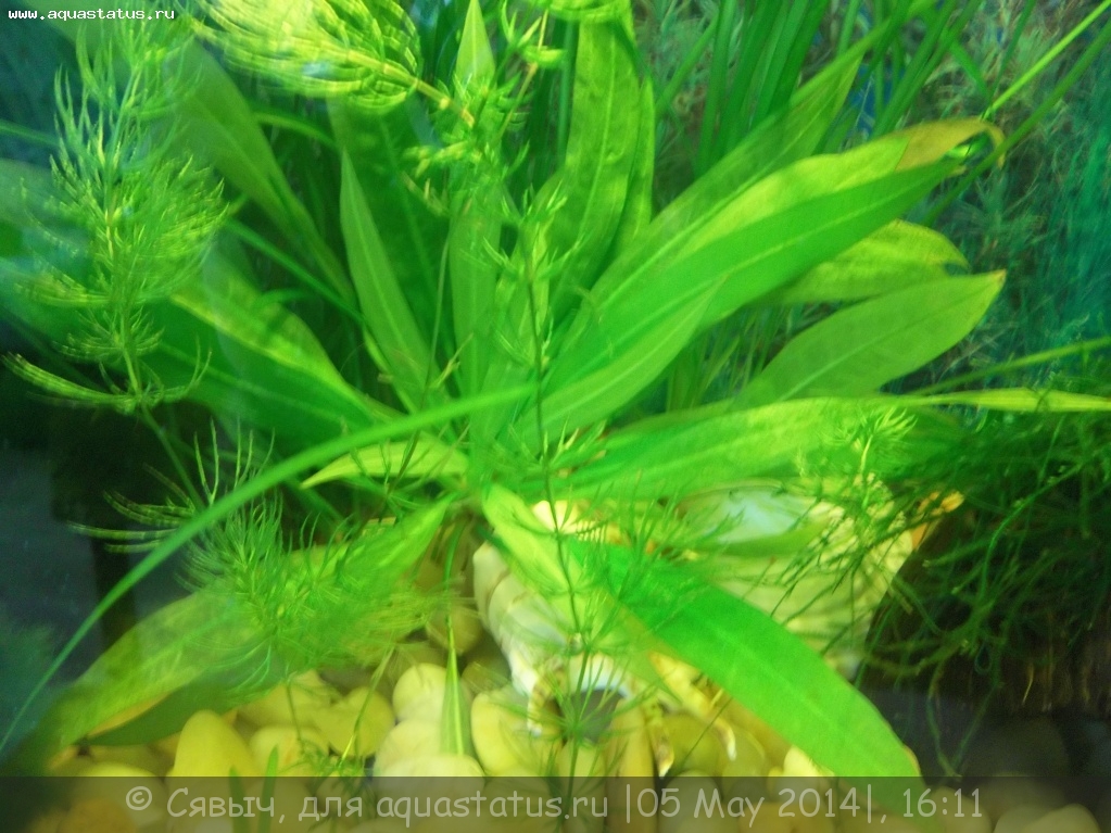 Эхинодорус амазонка (echinodorus amazonicus) происходжение, описание, размножение и уход.