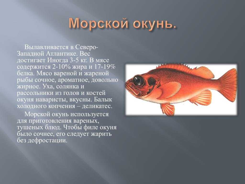 Польза и возможный вред морского окуня для организма человека