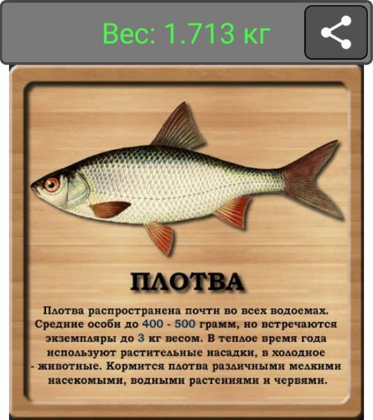 Чебак рыба (сибирская плотва)