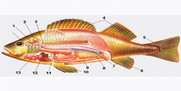 Как размножаются рыбы: особенности и способы