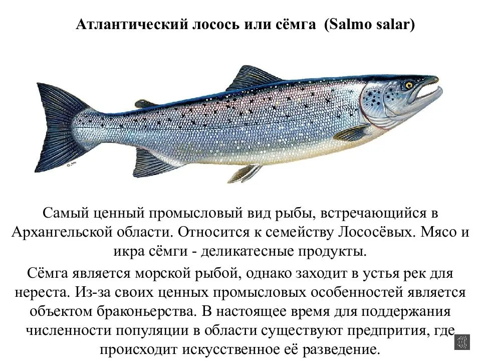 Семейство лососевых — список и виды рыб, отличительные особенности