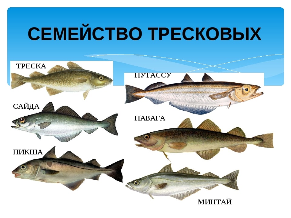 ✅ рыба семейства вьюновых - https://xn----7sbeepoxlghbuicp1mg.xn--p1ai/