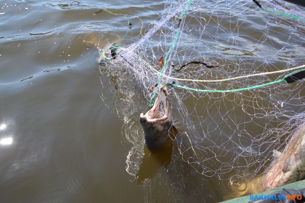 Размеры штрафов за ловлю рыбы сетями
