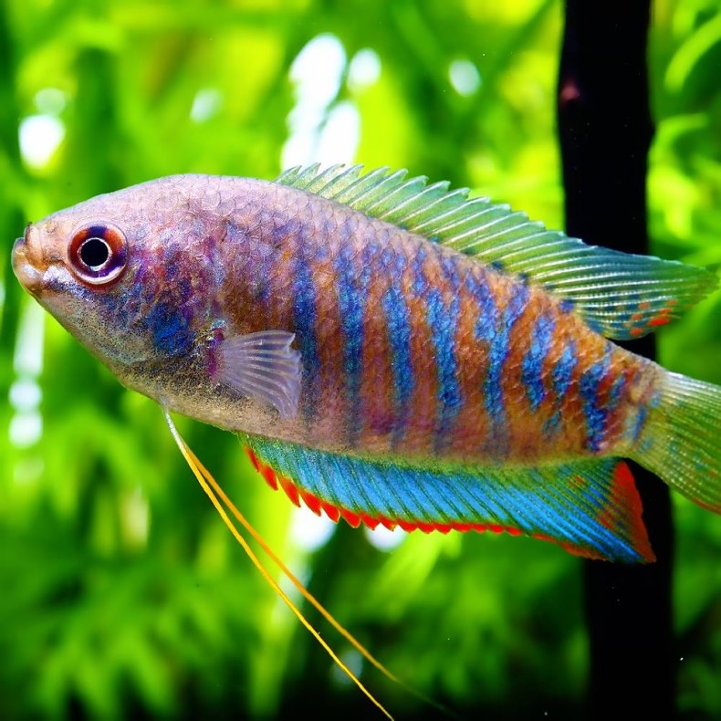 Лабиринтовые рыбки для домашнего аквариума: перечень и особенности содержания