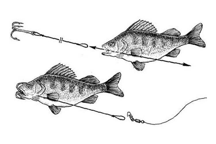 Рыбалка на спиннинг | спиннинг клаб - советы для начинающих рыбаков
ловля судака на живца – секреты и способы рыбалки