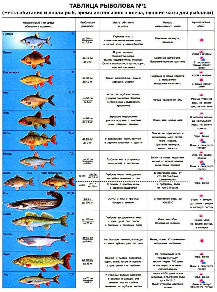 Разрешенный лов рыбы. Рыбы таблица. Таблица рыбалки. Таблица для рыбаков. Рыбная таблица для рыбаков.