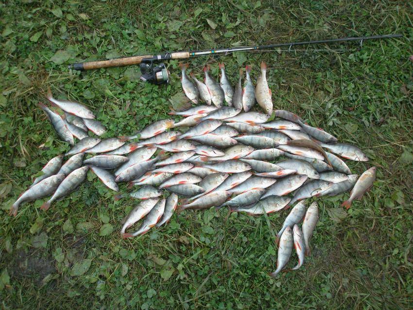 Рыбалка на суре: какие виды водятся в реке мордовии, особенности ловли