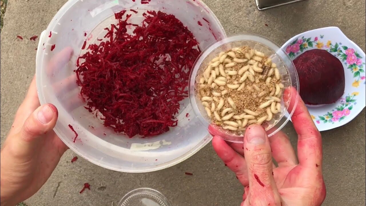 Как покрасить опарыша в красный (и любой другой) цвет и ароматизировать в домашних условиях