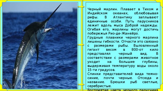 Рыбалка на марлина — blue marlin