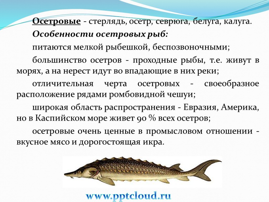 Осетровые виды рыб с названиями, фото и описанием