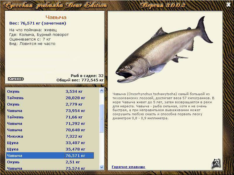 Чавыча: описание рыбы, места обитания, образ и цикл жизни, способы ловли и гастрономическая ценность