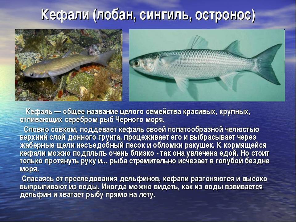 Рыба пеленгас с фото и описанием