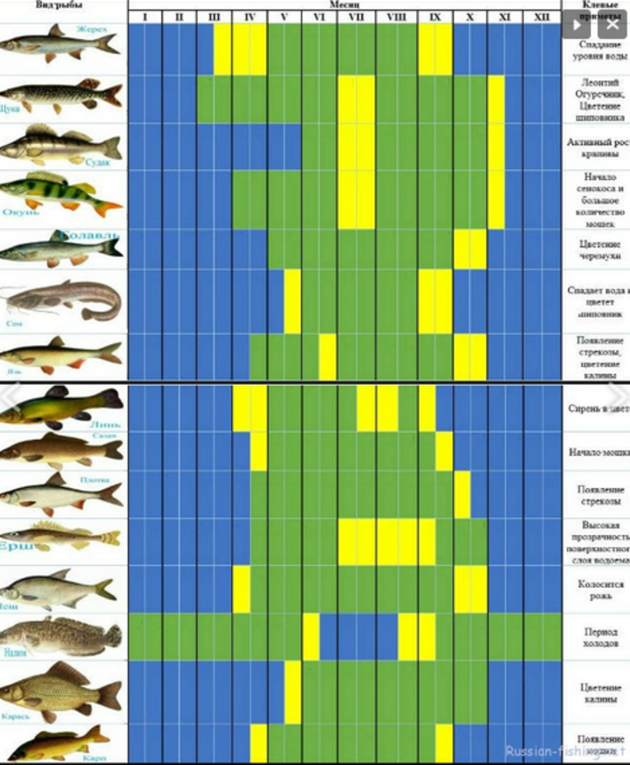 Полезные свойства рыбы белого амура: описание, состав