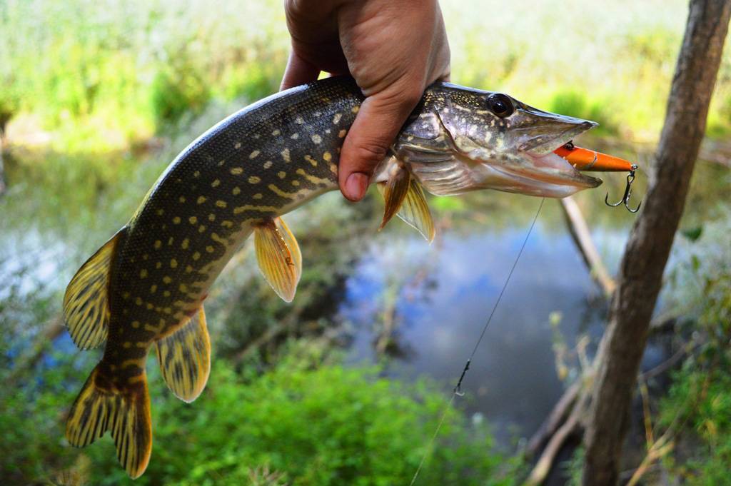 Осенняя щука малой реки - спортивное рыболовство