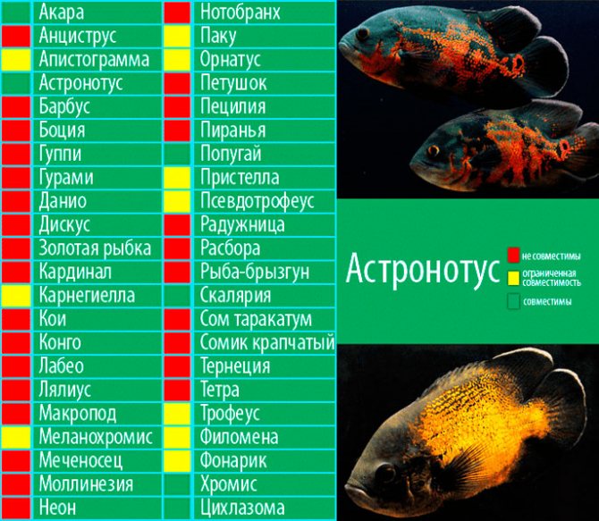Астронотус: фото, содержание и уход в аквариуме