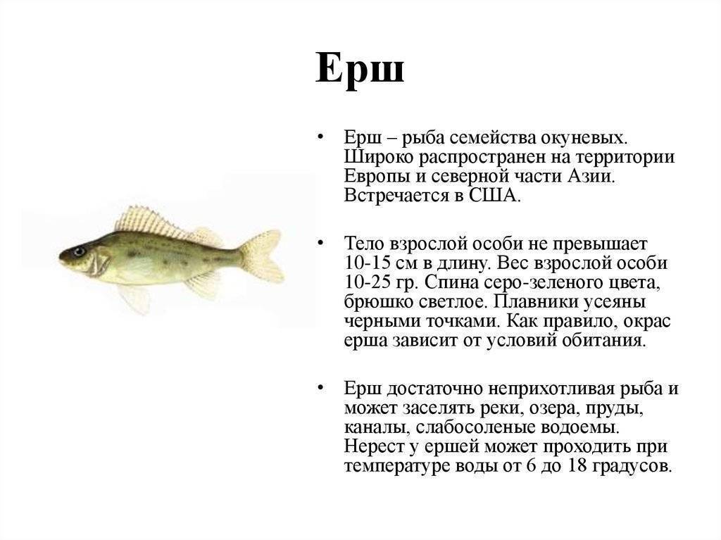 Обыкновенный ёрш (лат. gymnocephalus cernuus)