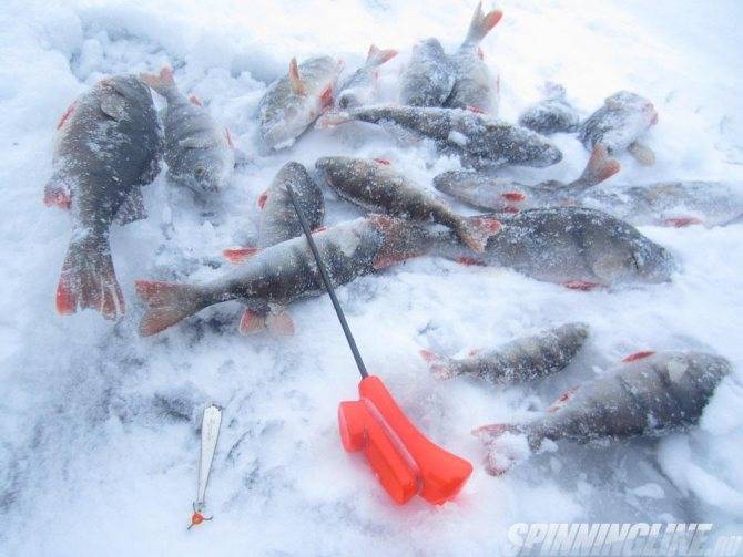 Рыбалка по первому льду – что такое перволедье, эффективные снасти, прикормки и насадки, особенности ловли рыбы, правила безопасности, рекомендации для начинающих