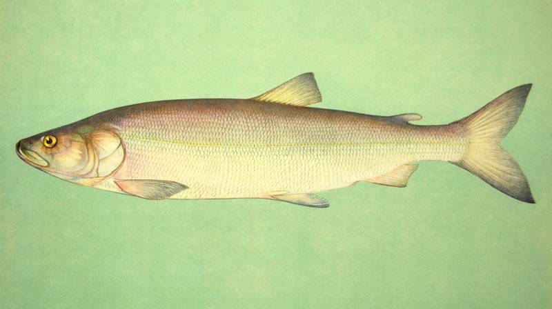 Нельма рыба фото описание