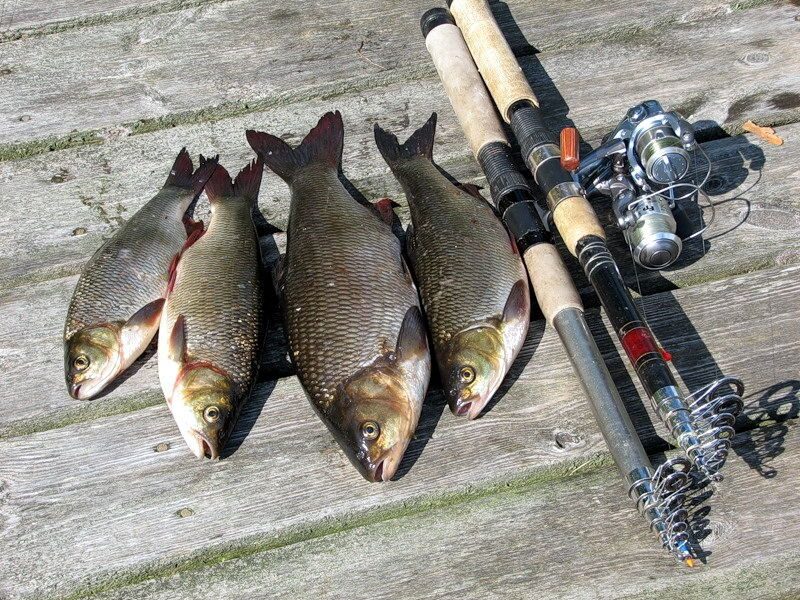 Ловить рыбу в ленинградской области. Язь Ладога. Рыбалка язь. Поймал рыбу. Язь рыба на спиннинг.
