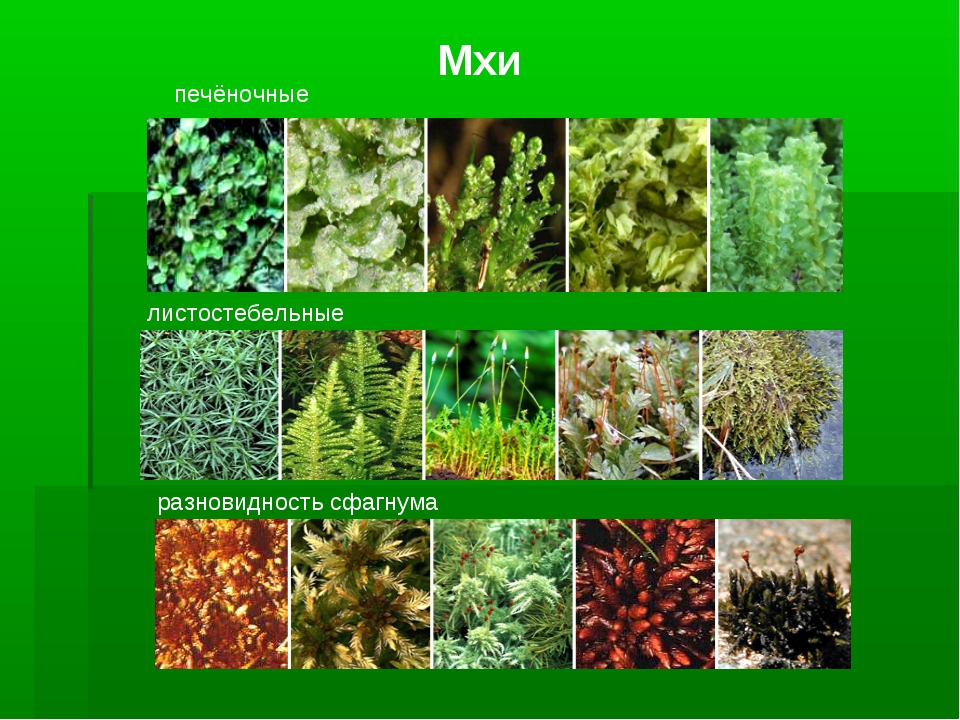 Три примера растений относящихся к мхам. Виды мхов. Виды мхов названия. Видовое разнообразие мха. Названия различных мхов.