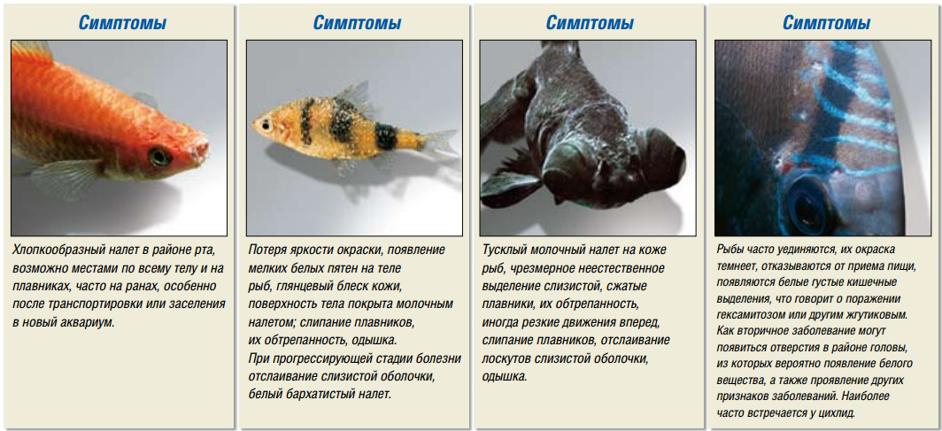 Исследование аквариумных рыбок какая наука. Болезни аквариумных рыб. Заболевания аквариумных рыбок. Болезни аквариумных рыб таблица. Характеристика аквариумных рыб.