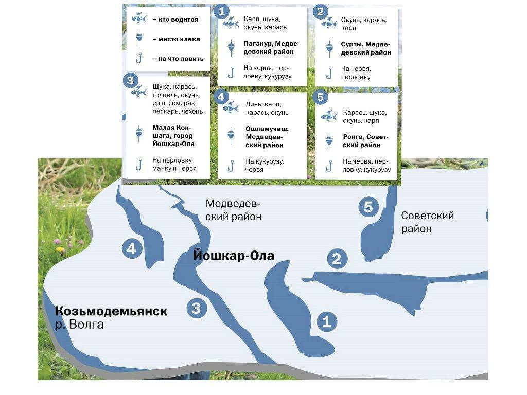Рыба в водоеме mariland » база отдыха mariland, форелевое хозяйство, отдых на природе, рыбалка в марий эл - официальный сайт