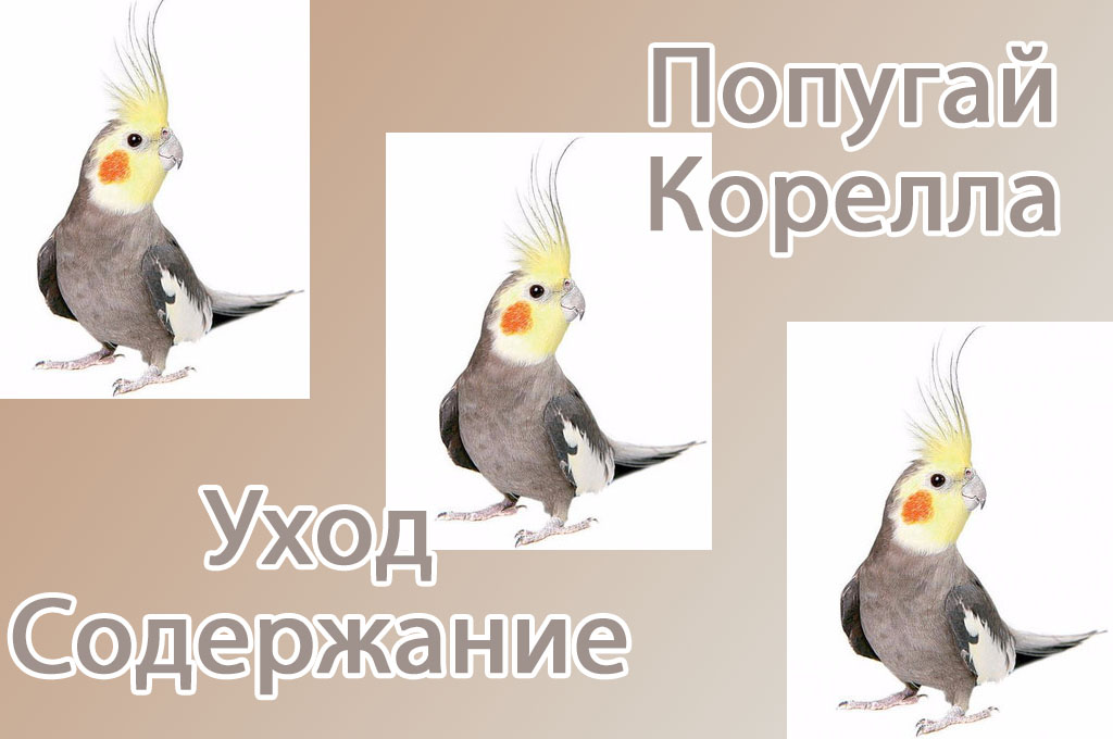 Уход за попугаем корелла в домашних условиях