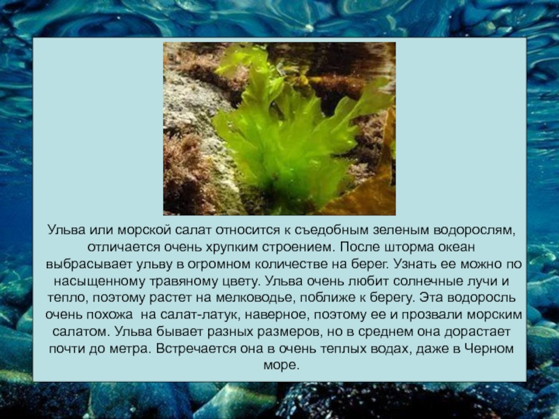 Факты о водорослях. Зеленые водоросли Ульва. Ульва и ламинария. Фукус Ульва. Ульва Черноморская.