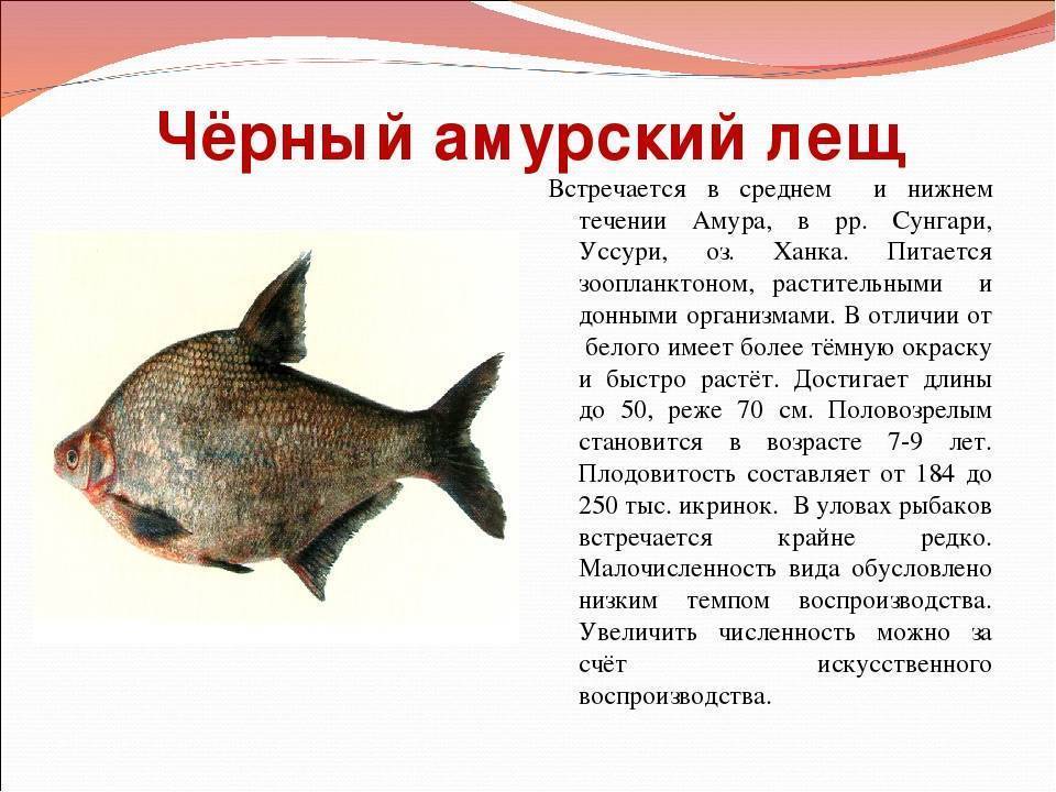 Лещ амурский белый фото и описание – каталог рыб, смотреть онлайн