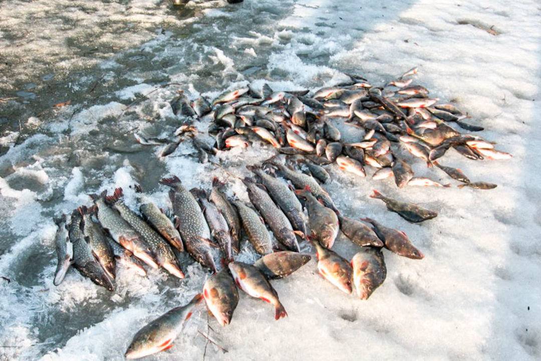 Какая рыба ловится в озере. Зимняя рыбалка на озере Велье Новгородская область. База на озере Ильмень. Рыбное место. Рыба в озере.
