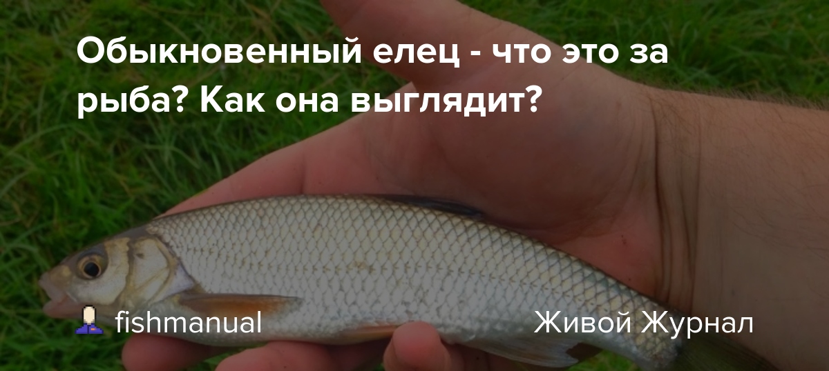 Елец