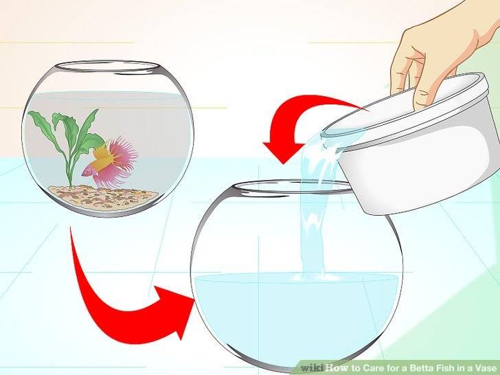 Как поменять воду в аквариуме? полная и частичная замены воды