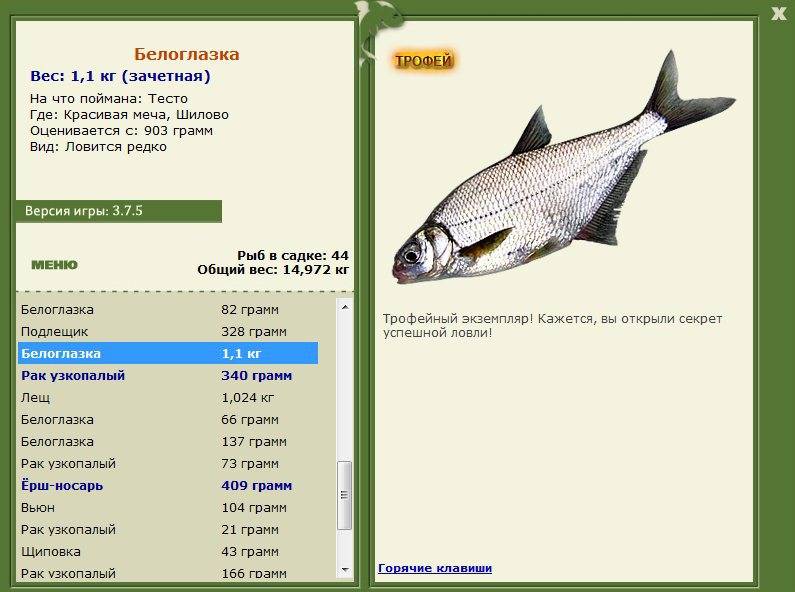 Рыба белоглазка: фото и описание, польза и вред, калорийность