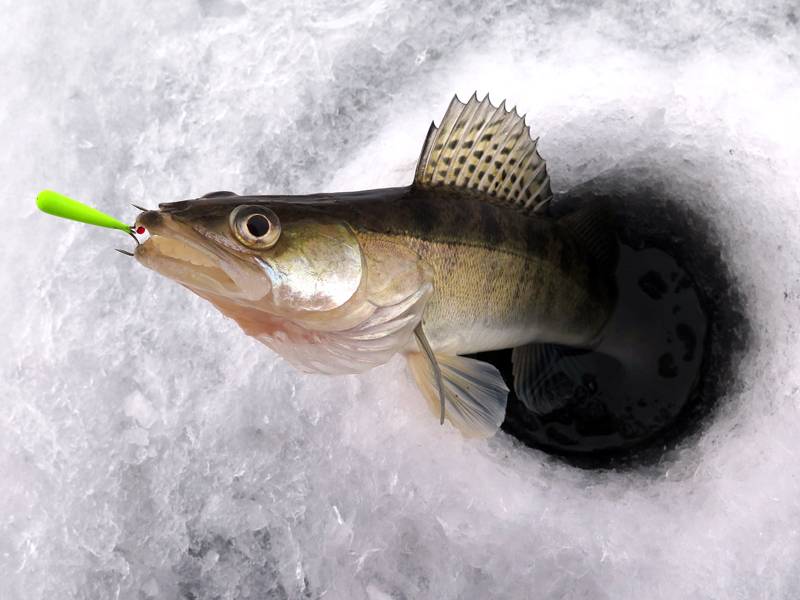 Ловля судака зимой на реке и других водоемах: самые уловистые снасти и лучшие приманки для зимней рыбалки, видео где искать и как ловить со льда