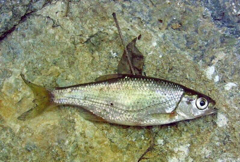 Рыба верхоплавка: фото и описание, отличие от уклейки, на что ловить