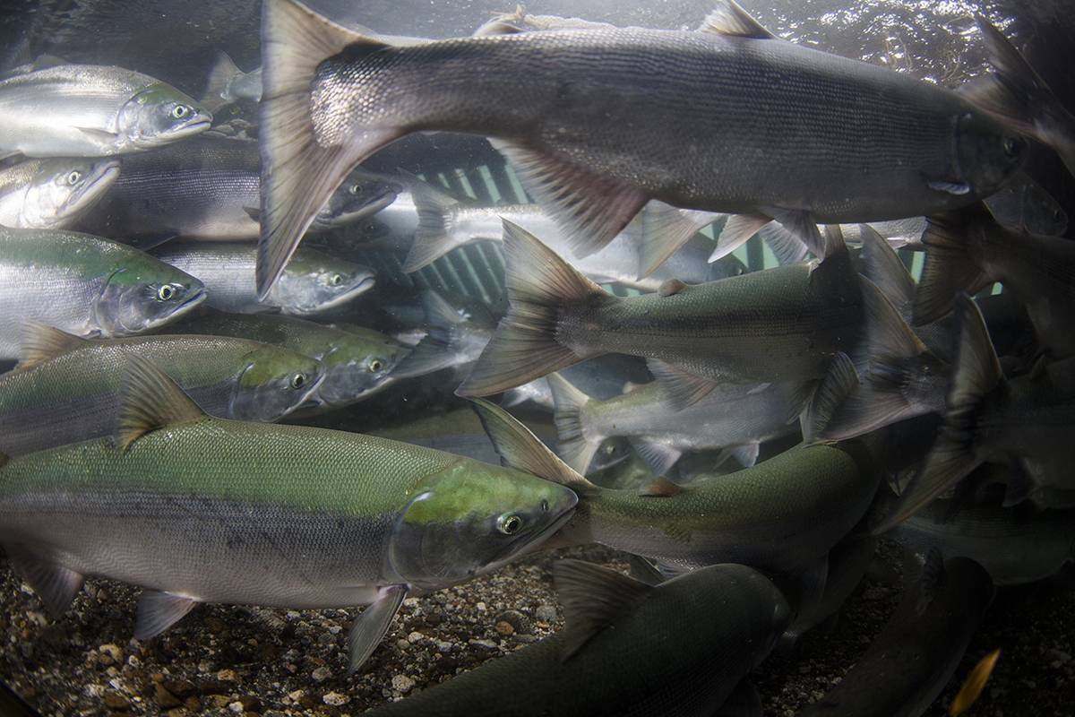 Муксун - редкий представитель семейства лососевых рыб