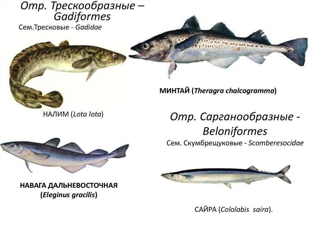 Тресковая рыба 6 букв. Отряд тресковые представители. Семейство тресковых рыб представители. Характеристика семейства рыб тресковые. Рыба семейства тресковых навага.