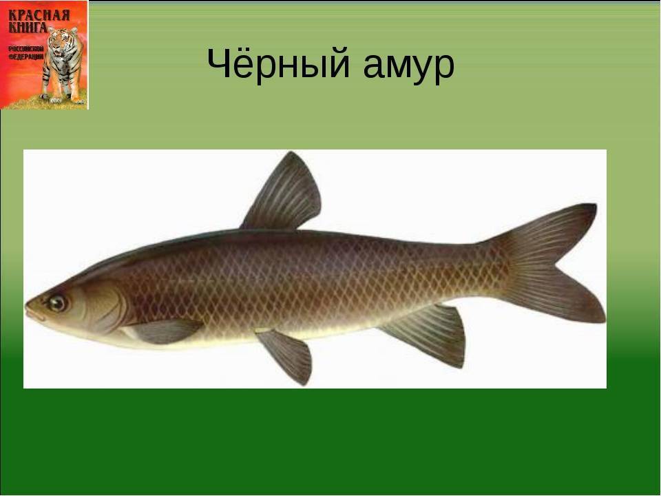 Белый амур - на что ловить? где, как, и на какую приманку его ловят с весны по осень?