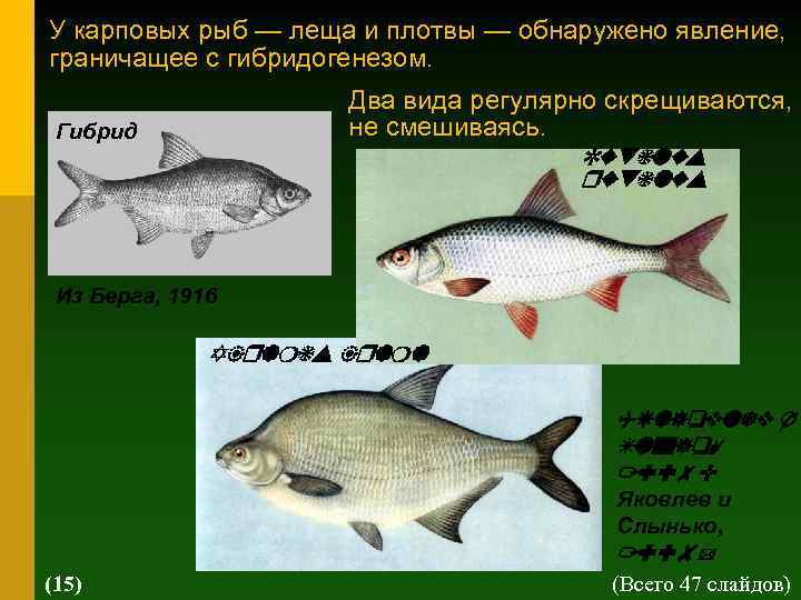 Лещ: описание рыбы, места обитания, нерест, лучший период клева