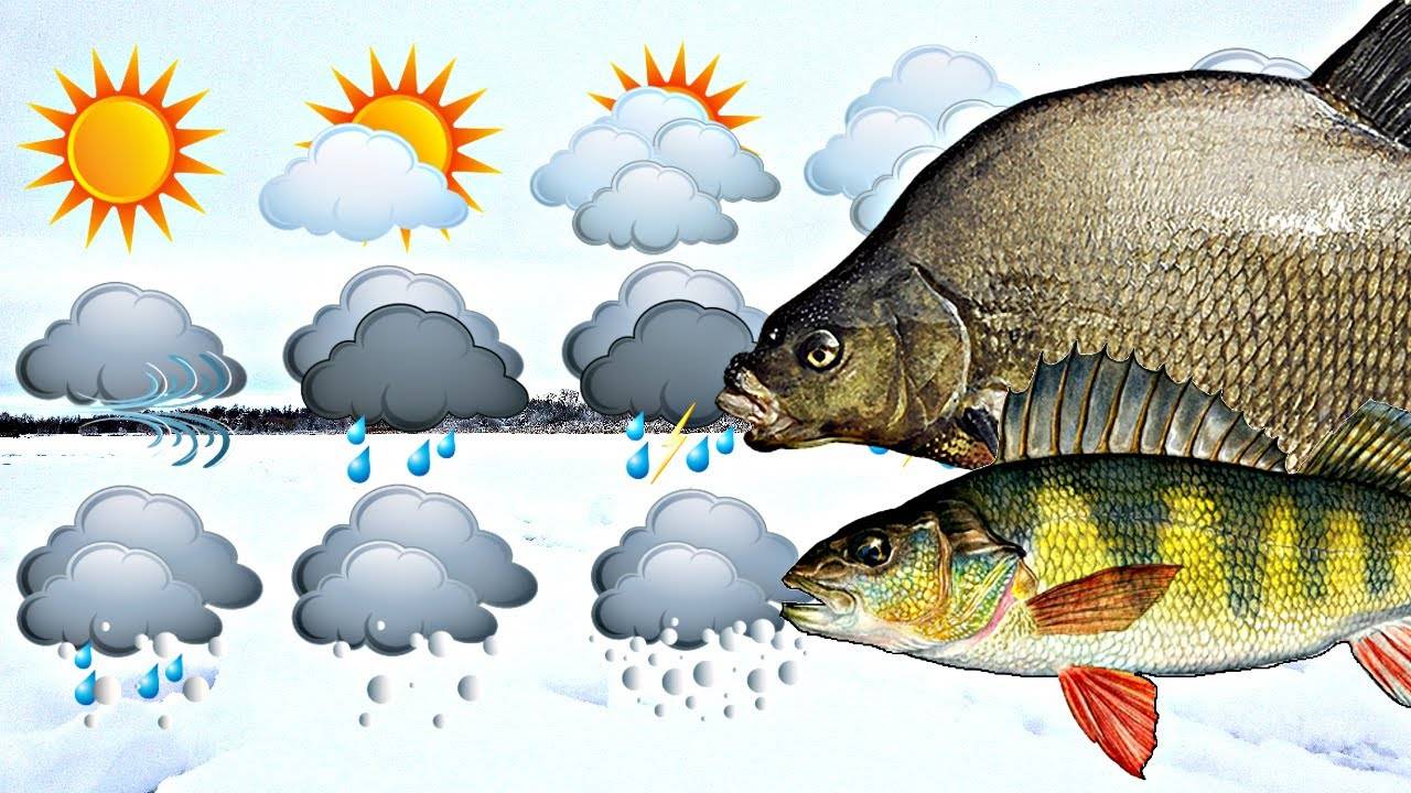 Ловля карася: в какую погоду можно получить максимальный улов рыбы
