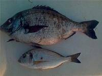 Рыба вырезуб: описание и фото